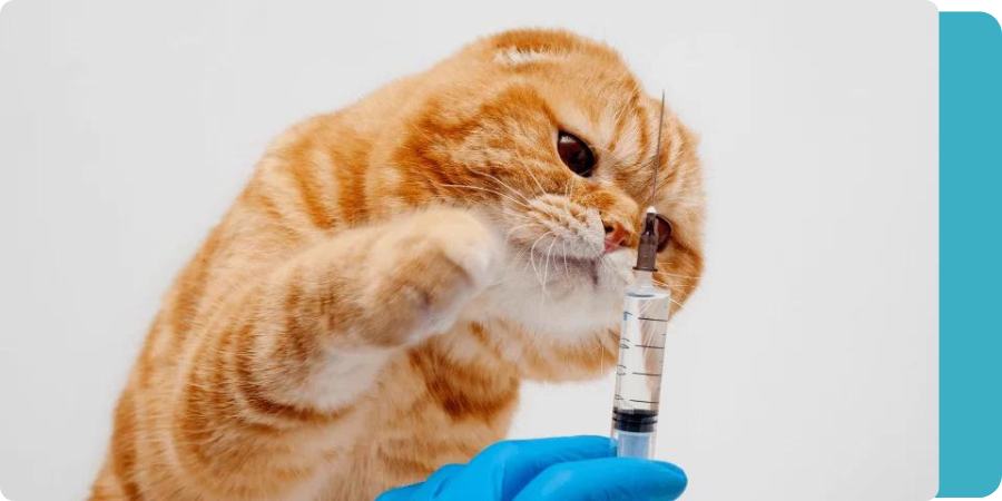 Kitty cat with a syringe