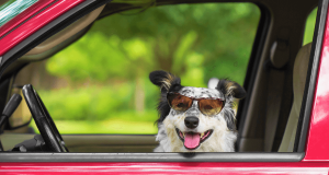 dog looking out the car window ready for holidaying with your pet adventure