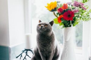 overwieght cat sitting on window ledge in sunshine