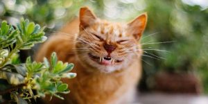 cat showing teeth preparing for dental treatment at the vet