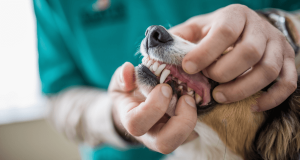 vet holding dogs mouth open for dental health check