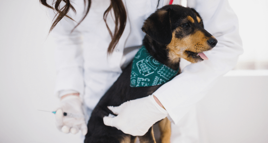 dog being held by vet as part of the owners pet rotuine