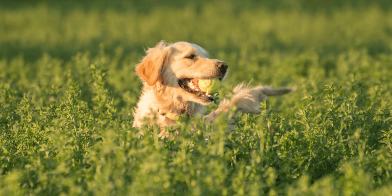 Dog biting a tennis ball about to receive a dental checkup