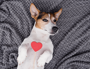 puppy laying down on back with picture of a heart on tummy