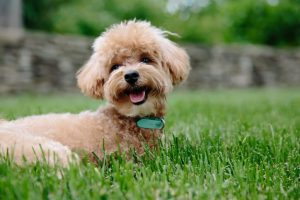 curious looking dog sitting in park during covid pandemic