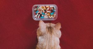 pet medication in front of a dog