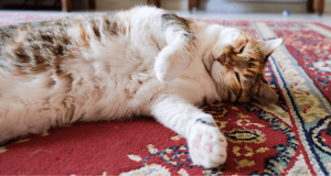 cat laying on floor with sensitive stomach issue