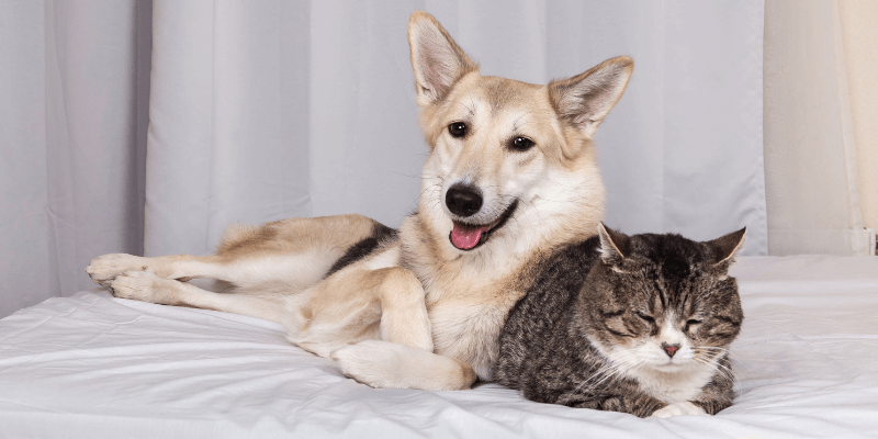 aged pets, dog and cat laying together happily