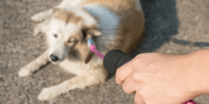 dog enjoying doggy boot camp in the outdoors