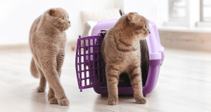 two cats, one exiting from a carry cage from hospital