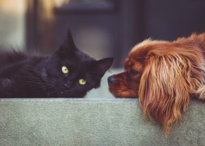 cute dog and cat looking at each other before getting vaccination