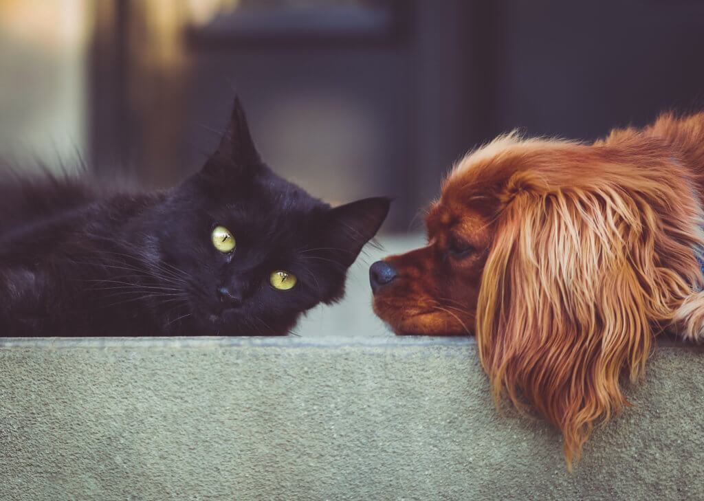 cute dog and cat looking at each other before getting vaccination