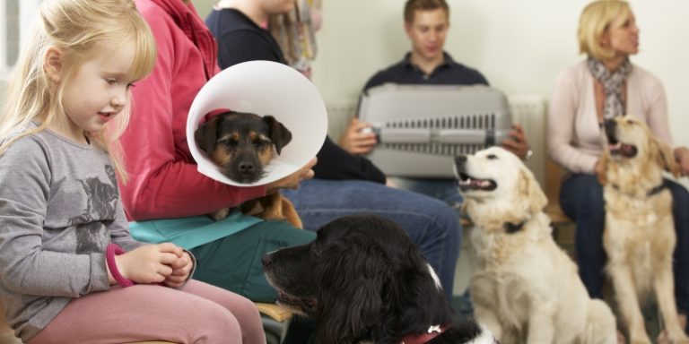 three dogs, one with plastic no bite container around it pondering the their visit to the vet