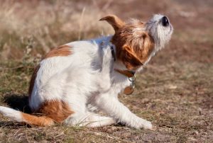 itchy dog scratching itself