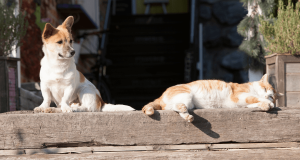 dogs in shade avoiding warm weather hazards