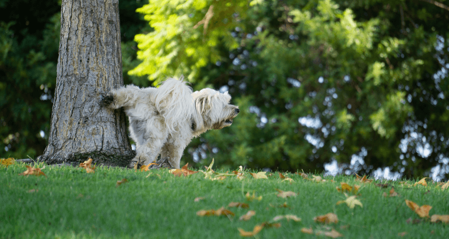 dog taking a wee on a tree in a park