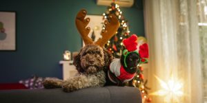 fluffy dog surrounded by Christmas decorations pondering the rules to keep him safe and happy