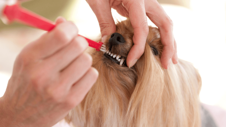 dog getting dental check from vet