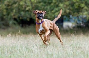 boxer dog showing canine cruciate ligament