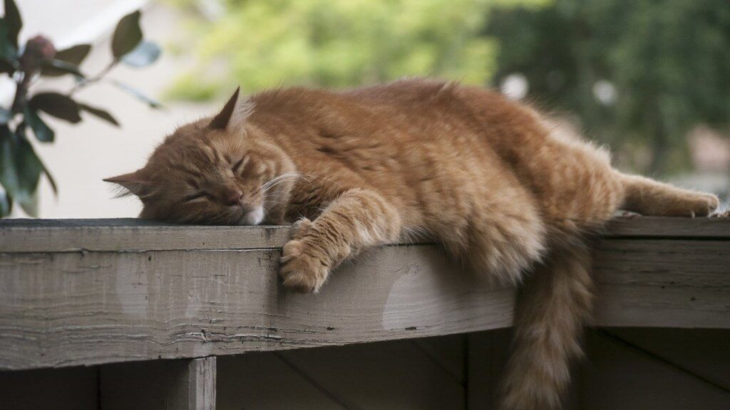 cat laying down with tummy troubles