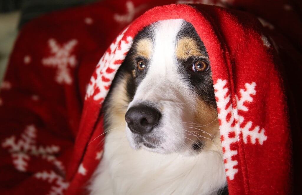 dog with Christmas hat avoiding Christmas hazards