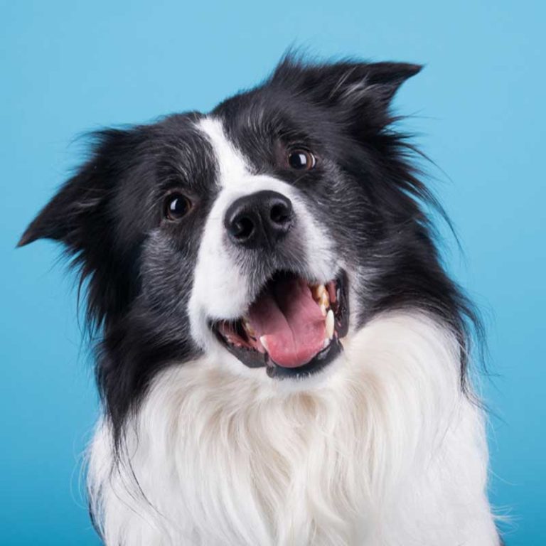 Happy doggo at happy Paws Vet