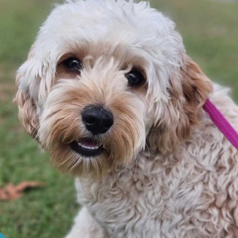 A recent visitor to Happy Paws hospital, Marlee