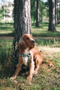 brown dog sitting beside tree