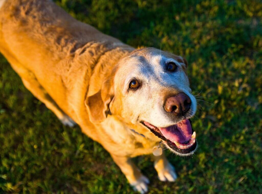 old senior dog