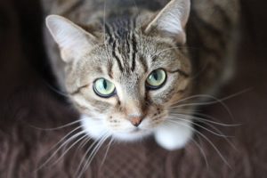 closeup of cat face and eyes