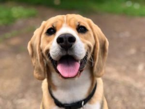 happy dog ready for dental check