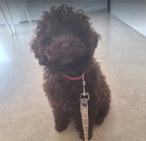 Molly, Happy Paws vet visitor