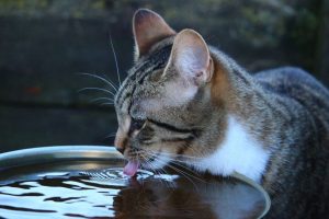 cat drinking from water bowl to help avoid kidney disease