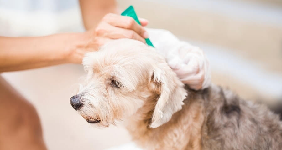 dog receiving a vaccination to protect from parasites