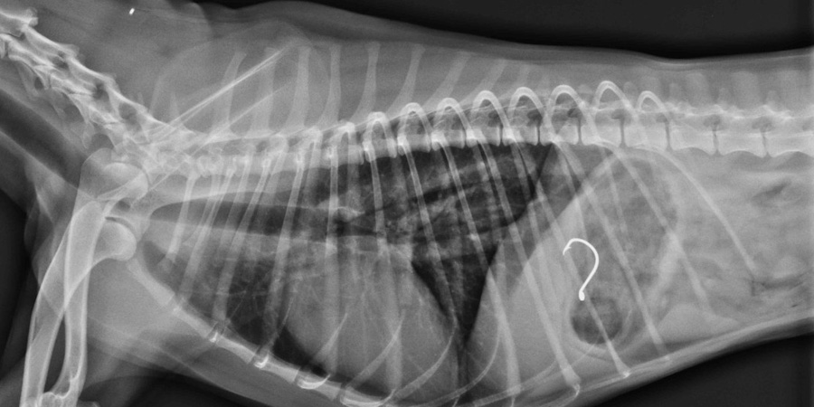 Halen's xray showing he had swallowed a fishing hook