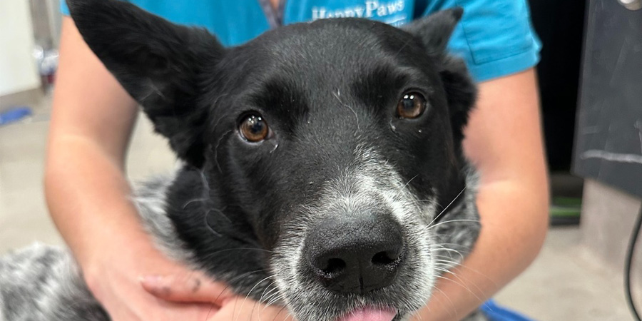 Happy Paws vet nruse cuddling a recent doggo visitor to the clinic