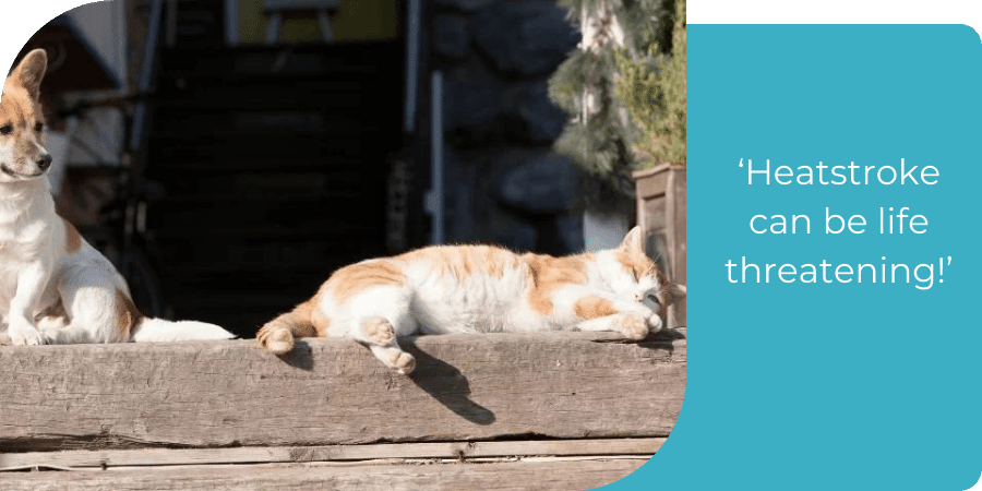 Cat and dog on a hot summer day