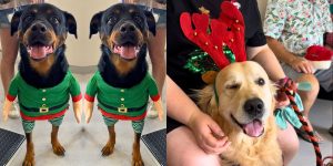 Doggos in Elf and reindeer suits