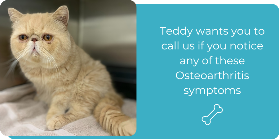 Teddy, a Happy Paws clinic patient with pet Osteoarthritis