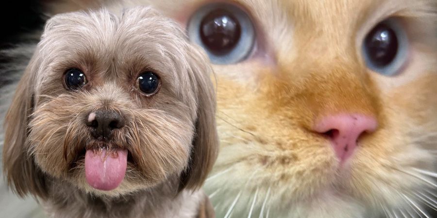 close up of a dog and cat