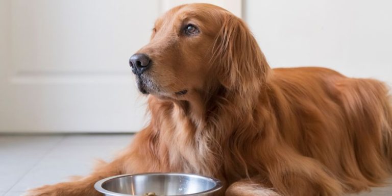 Dog sitting in front of food bowl not eating