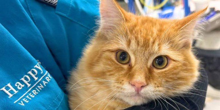 closeup of a kitty in the arms of a vet